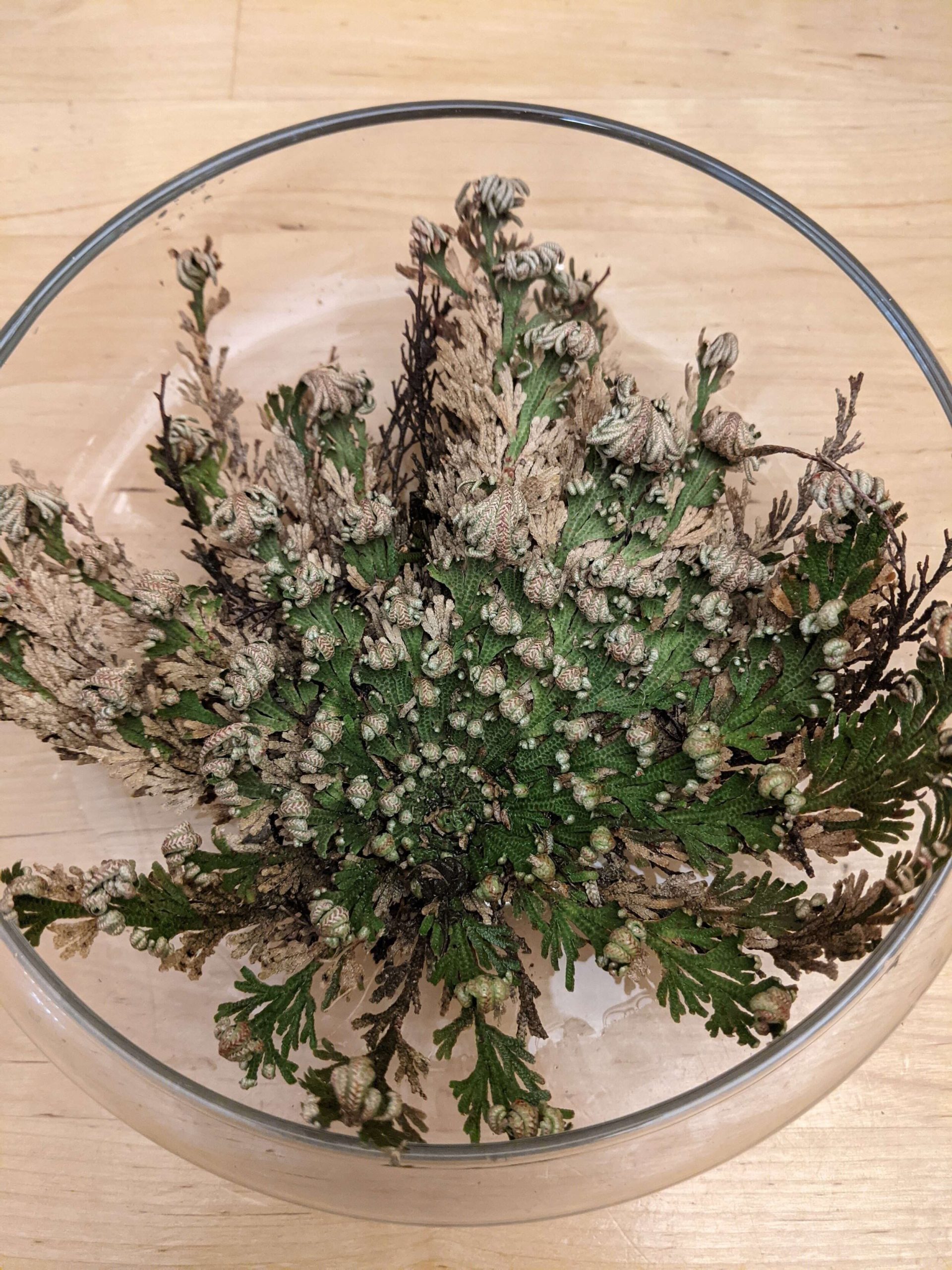 The Complete Guide To Rose Of Jericho — Gardening, Herbs, Plants