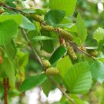 The Feisty River Birch – Arbor Day Blog