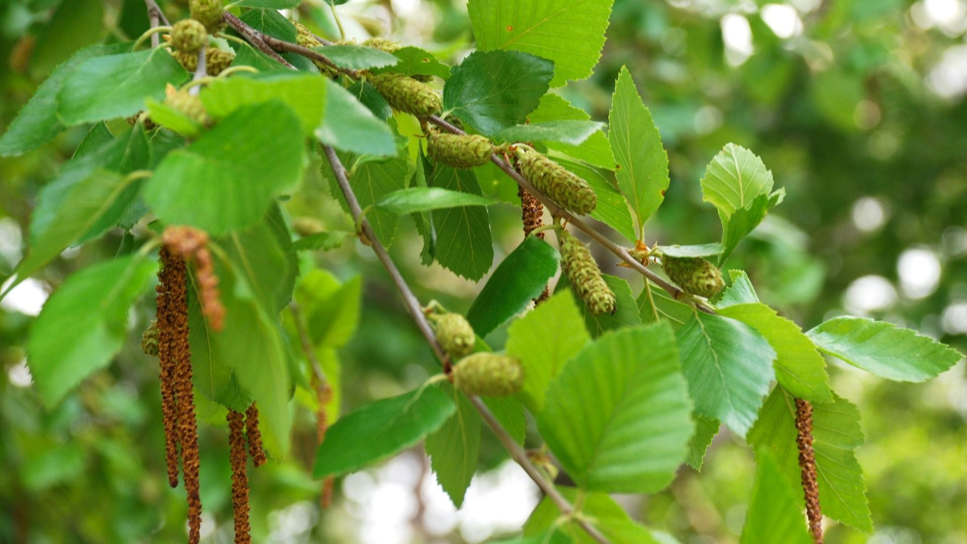 The Feisty River Birch – Arbor Day Blog