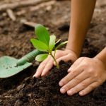 The Importance Of Planting Trees – World Environment Day – Blog | Host