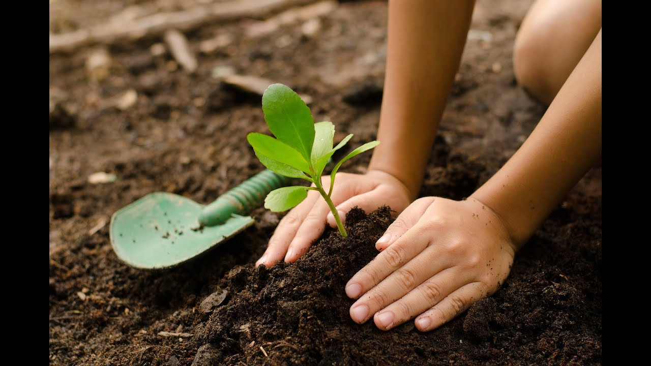 The Importance Of Planting Trees - World Environment Day - Blog | Host