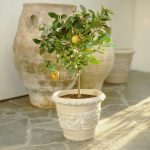 The Indoor Lemon Tree That'S Changed My Days (And Dinners!) At