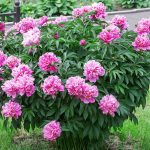 The Landscaper'S Guide To Growing Peonies. | Article