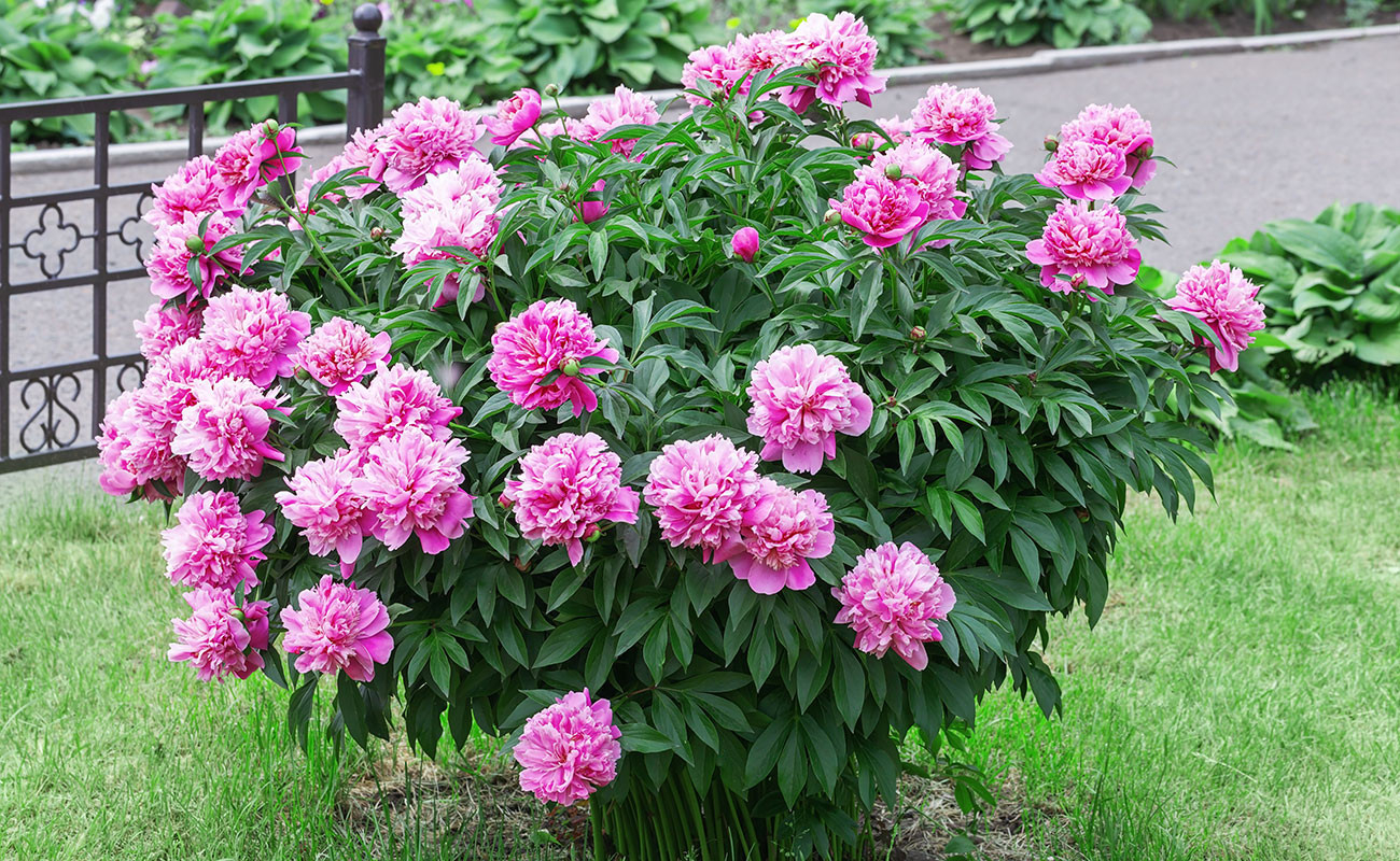 The Landscaper'S Guide To Growing Peonies. | Article