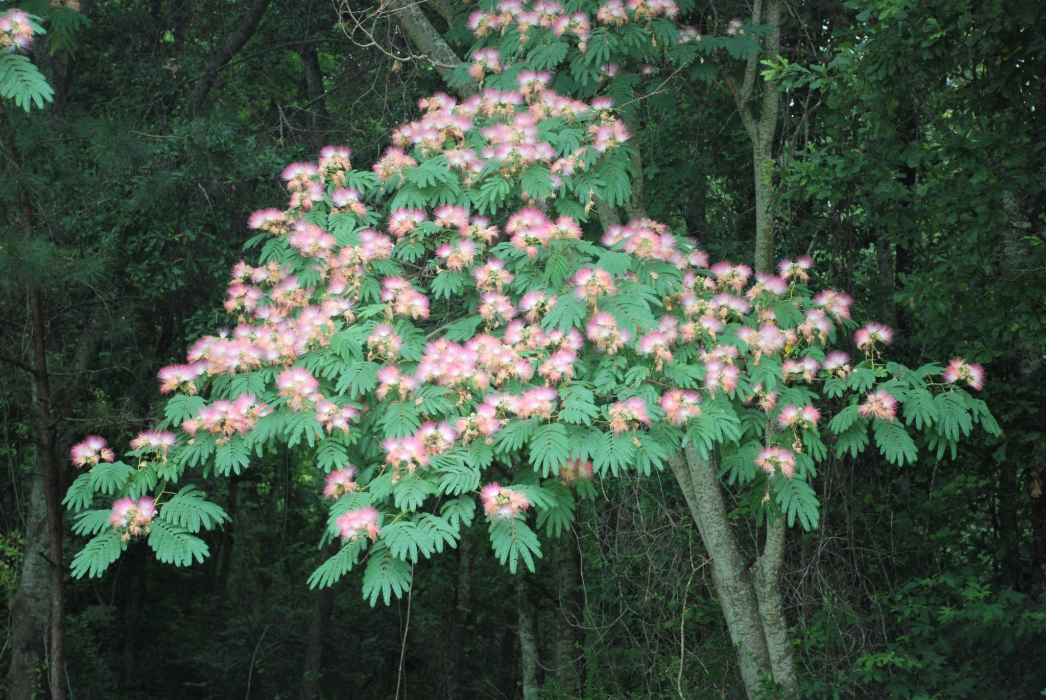 The Mimosa Tree: Beautiful But Invasive – Alabama Cooperative