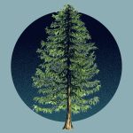 The Northeast'S Hemlock Trees Face Extinction. A Tiny Fly Could