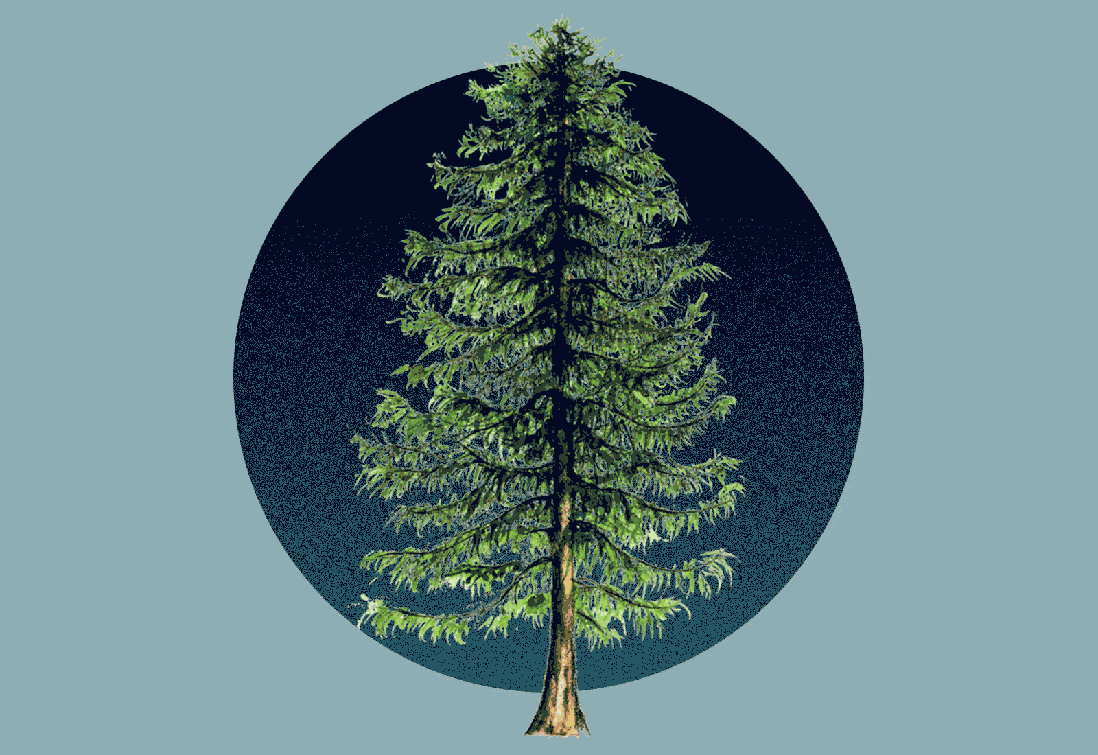The Northeast'S Hemlock Trees Face Extinction. A Tiny Fly Could