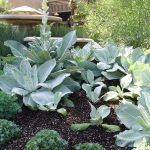 The Once Necessary Uses Of Mullein And Lamb'S Ear