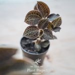 The Plant Project Jewel Orchid Anoectochilus Setaceus 金线莲 | Lazada