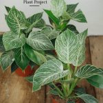 The Plant Project Live Plant Philodendron Birkin 蔓绿绒 | Lazada
