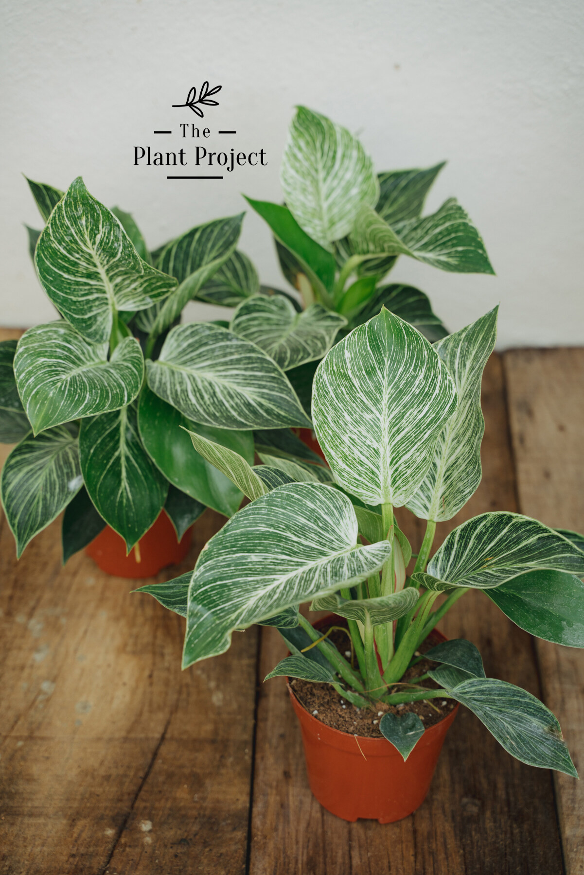 The Plant Project Live Plant Philodendron Birkin 蔓绿绒 | Lazada