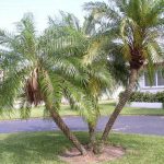 The Pygmy Date Palm: A Popular Ornamental Plant – Sabinocanyon