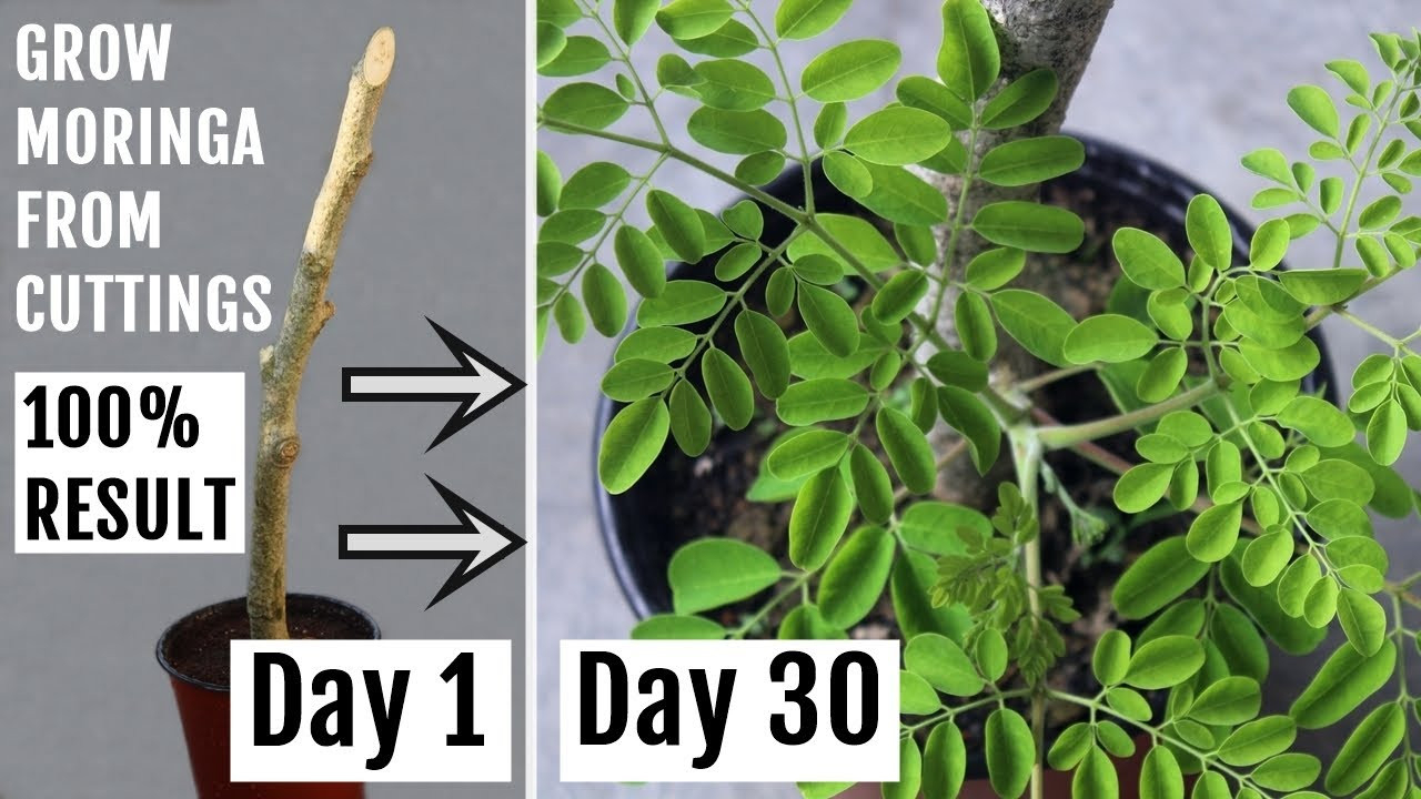 The Simplest Way To Grow Moringa/Drumstick From Cuttings [Without Rooting  Hormones]