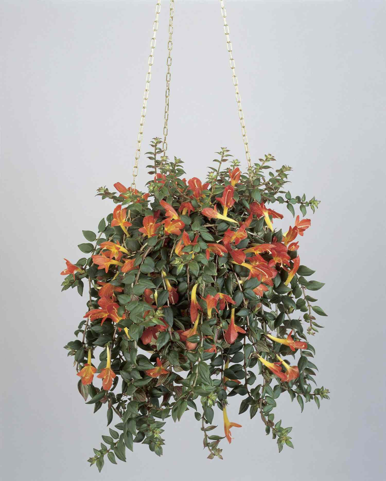The Tropical &quot;Goldfish Plant&quot; Is Our New Favorite Houseplant