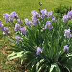 The Truth About German Bearded Irises