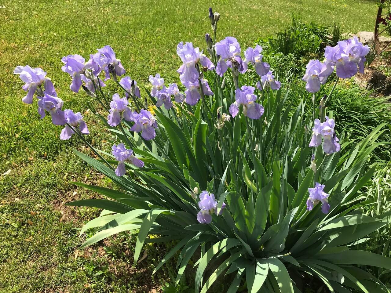 The Truth About German Bearded Irises