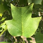 The Tulip Tree — Halifax Tree Project