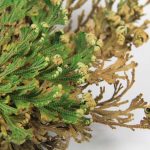 The Ultimate Guide To Rose Of Jericho - Houseplant Resource Center