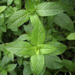 The Versatile Mint: Peppermint Plant Uses – Countryside