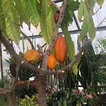 Theobroma Cacao: Crop Plants: Featured Plants: Biology Building