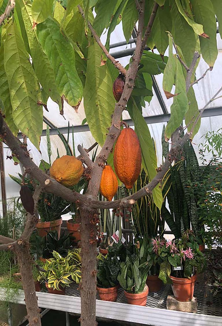 Theobroma Cacao: Crop Plants: Featured Plants: Biology Building