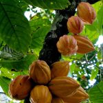 Theobroma Cacao - Wikipedia