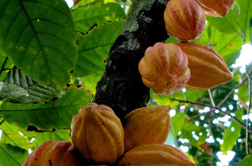  Theobroma Cacao Plant
