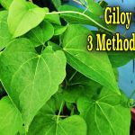 Three Methods To Grow Giloy Plant At Home | Identification Of Giloy |  Amrita | Heart-Leaved Moonseed