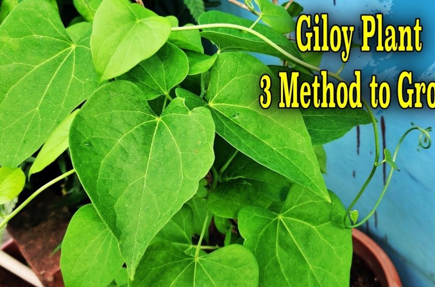  Giloy Plant