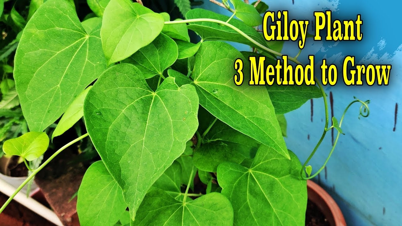 Three Methods To Grow Giloy Plant At Home | Identification Of Giloy |  Amrita | Heart-Leaved Moonseed