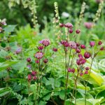 Three Tips For Growing Astrantias | Bbc Gardeners World Magazine