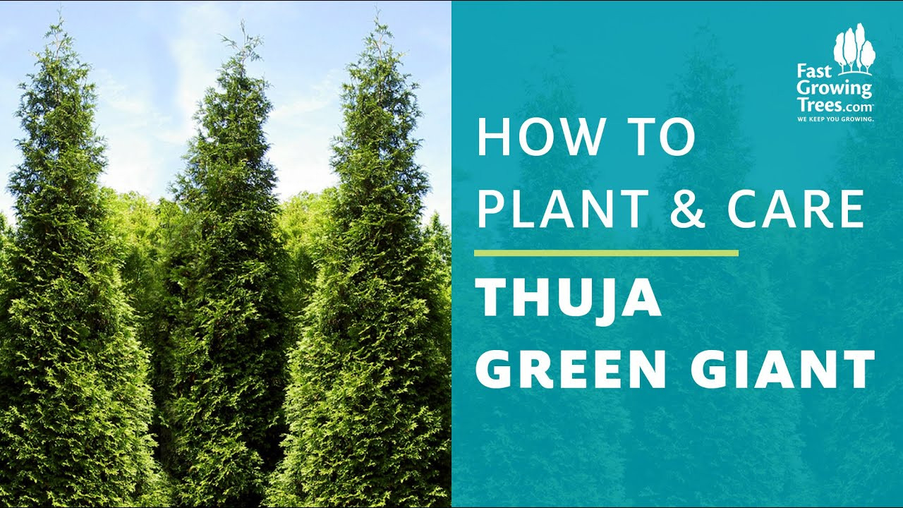 Thuja Green Giant Arborvitae | How To Plant & Care