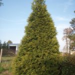 Thuja 'Green Giant' (Green Giant Arborvitae) | North Carolina