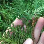 Thuja Occidentalis – Species Page – Tennessee Kentucky Plant Atlas