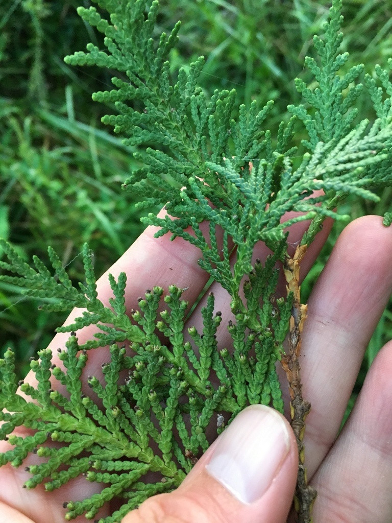 Thuja Occidentalis – Species Page – Tennessee Kentucky Plant Atlas