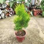 Thuja Pine / Platycladus Orientalis / 扁柏 / 侧柏 150Mm Pot Outdoor Live Plant  Pokok Hiasan [Lush Garden]