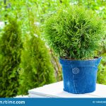 Thuja Plant In Pot, Cypresses Plants On Background. Stock Photo