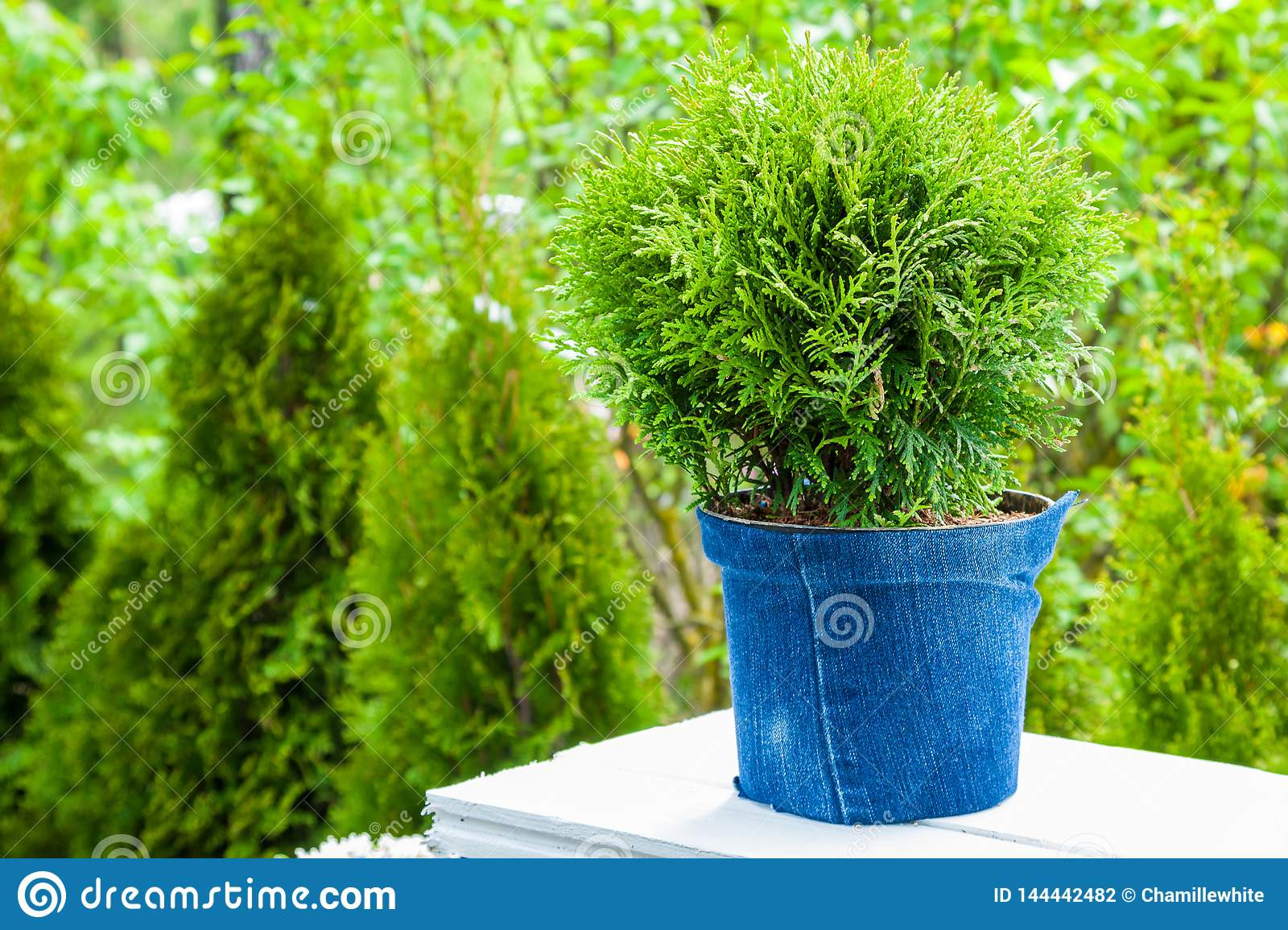 Thuja Plant In Pot, Cypresses Plants On Background. Stock Photo