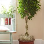 Tips For Caring For Your Ficus Tree | Hgtv