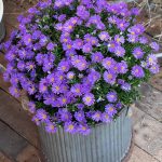 Tips For Growing Asters In Containers | Gardener'S Path