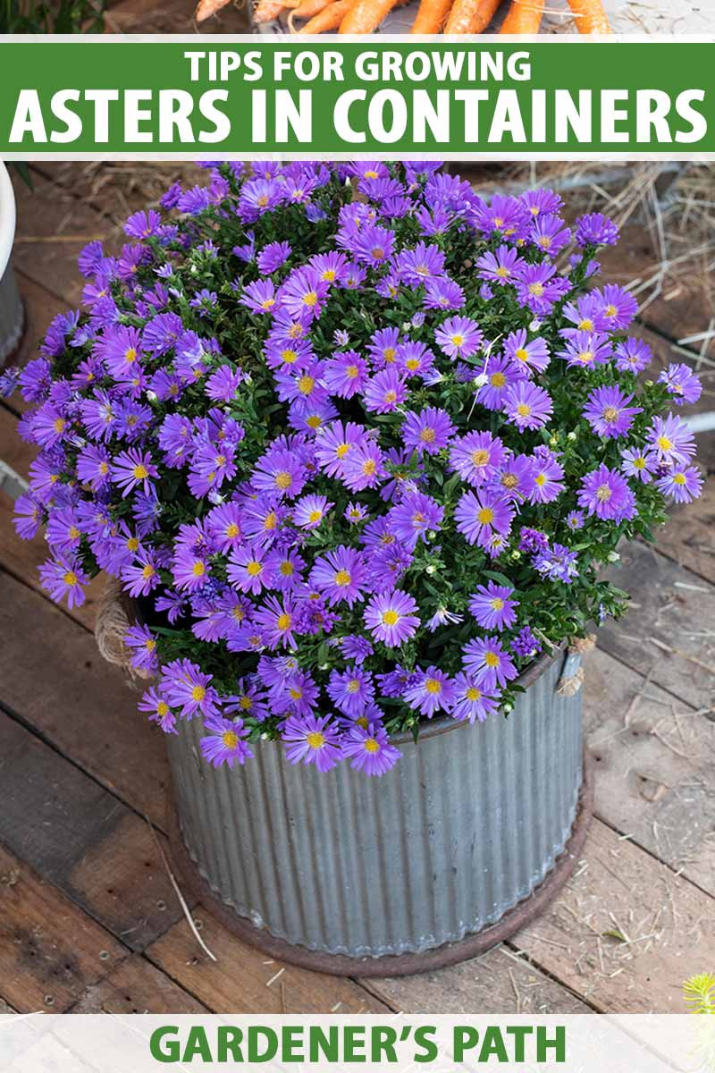 Tips For Growing Asters In Containers | Gardener'S Path