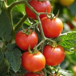 Tips For Growing Tomatoes – The Home Depot