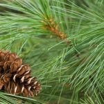 Tips For Planting White Pines: Care Of White Pine Trees In The