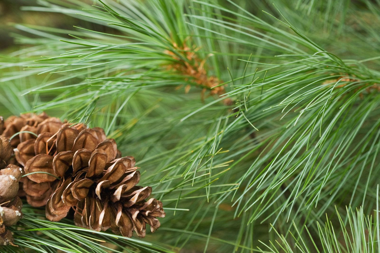 Tips For Planting White Pines: Care Of White Pine Trees In The