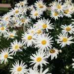 Tips & Information About Shasta Daisies – Gardening Know How
