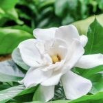 Tips On Gardenia Jasminoides Care