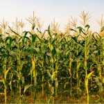 Tips On Growing Corn In The Garden