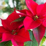 Tips On The Care Of Poinsettia Plants