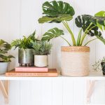 Tips & Tricks For Decorating With Fake Plants | Collective Gen