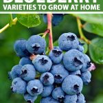 Top 10 Blueberry Varieties To Grow At Home | Gardener'S Path